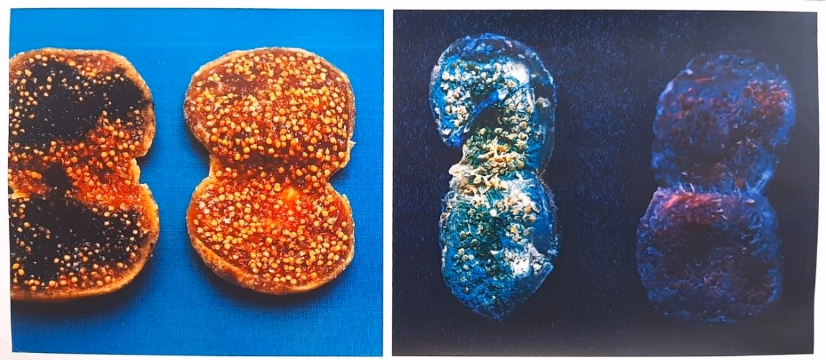 ¿Qué es la investigación sobre teratógenos?