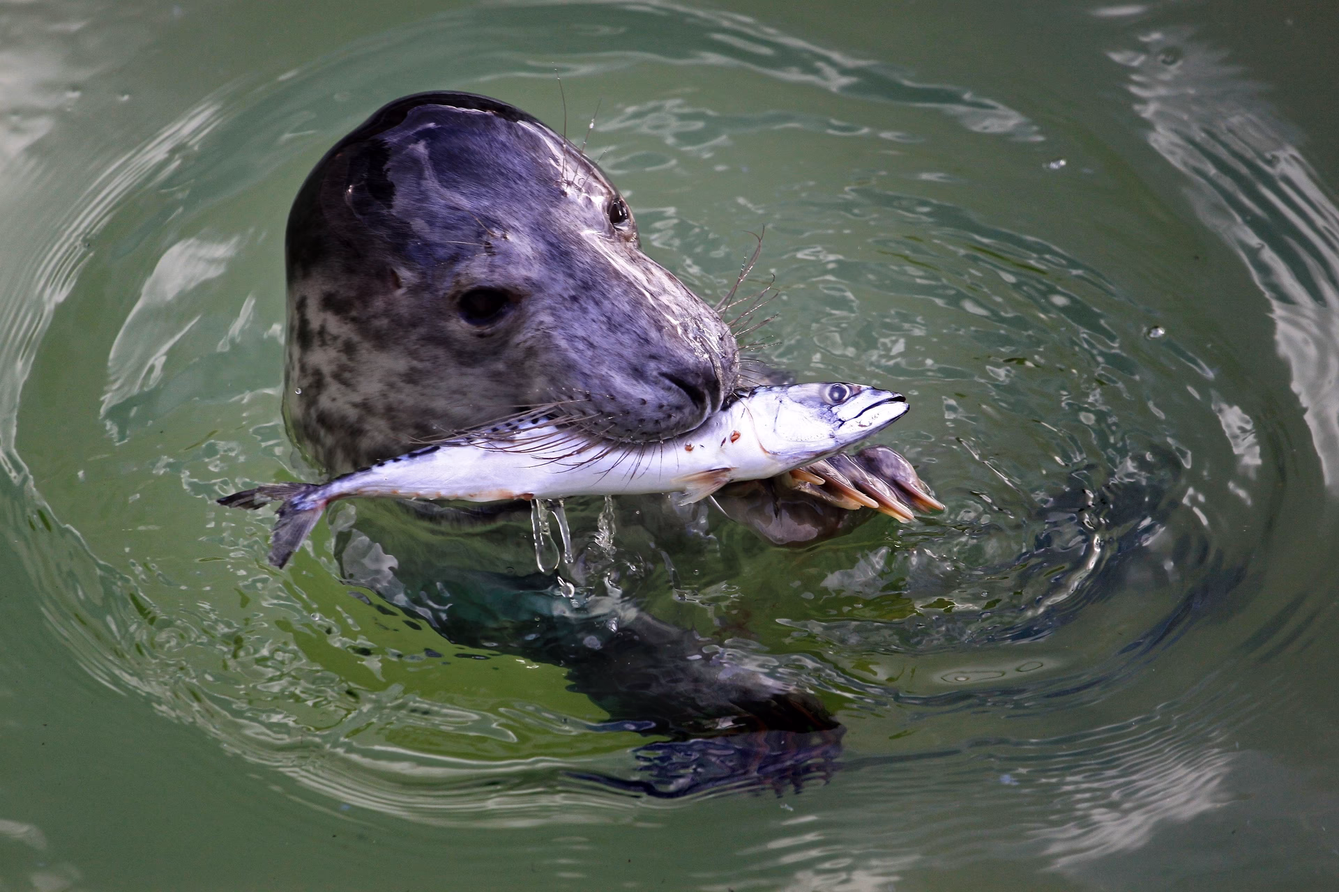 What does contaminated water mean?