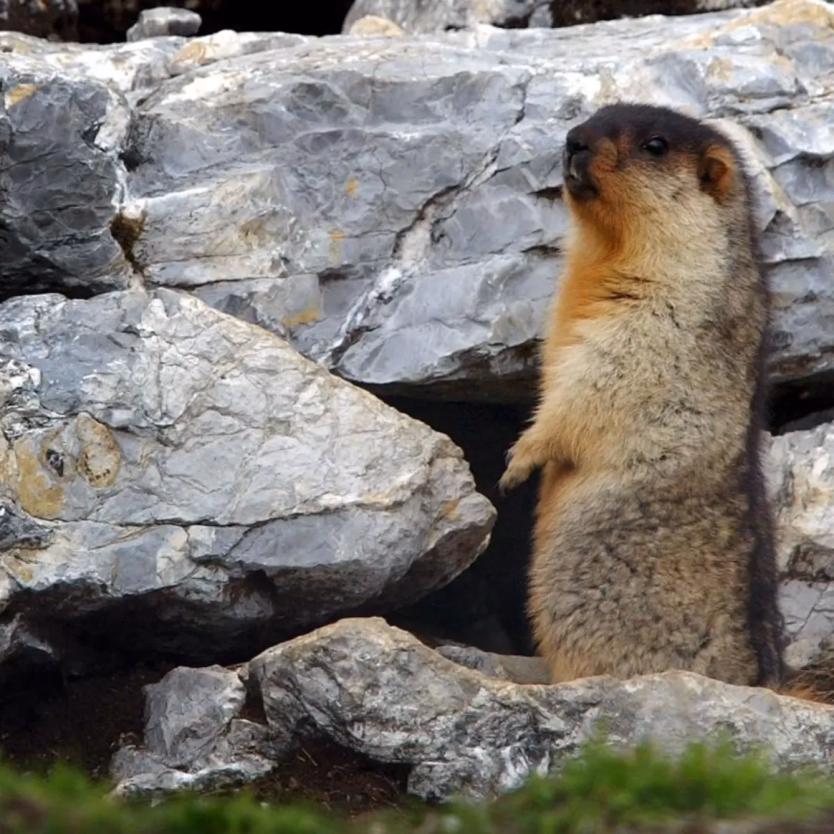 Are marmots dangerous?