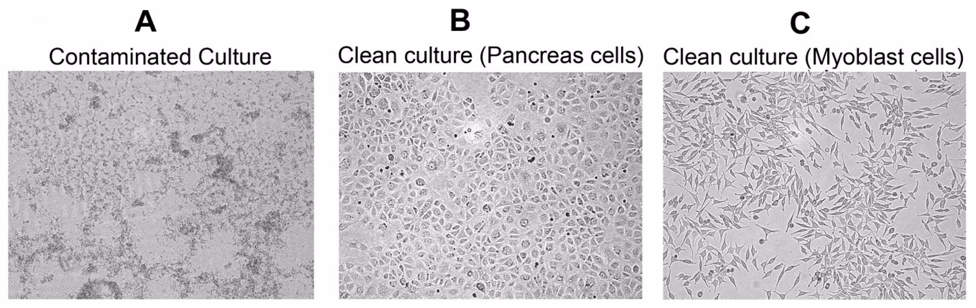 What is stem cell toxicology?