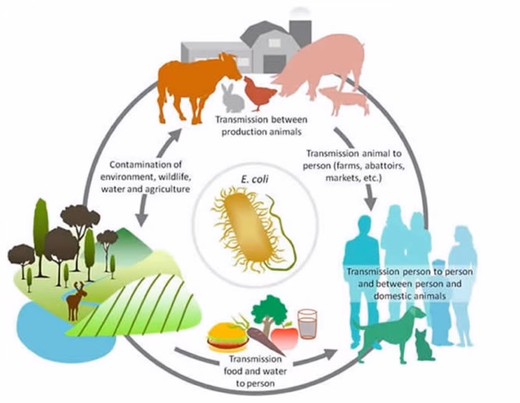 Does livestock production cause environmental problems?