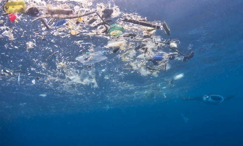 How does pollution affect whales & dolphins?