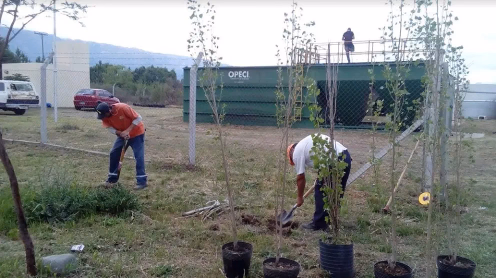 ¿Qué son las cortinas de flores?