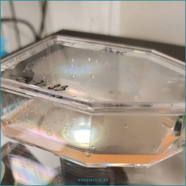 ¿Qué son los alimentos contaminados con microorganismos?