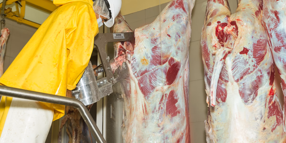 ¿Cómo se lava y escalda la tripa de los bovinos?