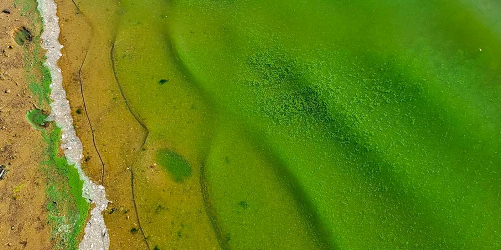 ¿Cuáles son las ventajas ambientales de las algas?