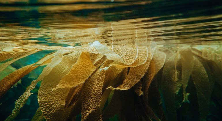 ¿Cuáles son los diferentes métodos de control de algas?