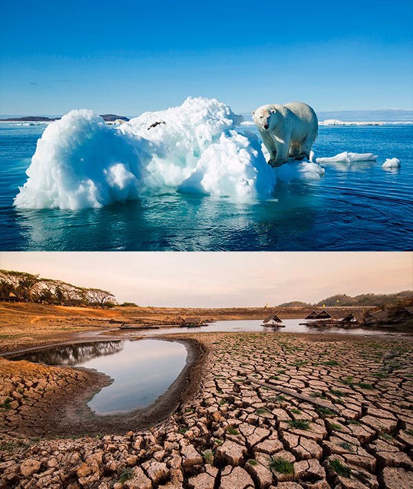 ¿Cómo afecta el calentamiento global a los ecosistemas?