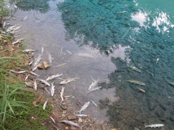 ¿Cuáles son las causas de la contaminación de los ríos?