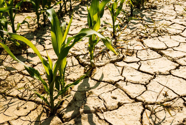 ¿Cómo afecta el calentamiento global a los herbicidas?