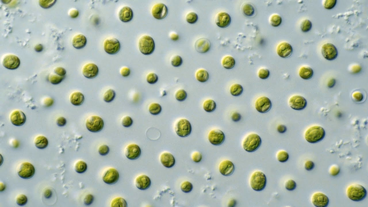 ¿Cuáles son las especies de microalgas?