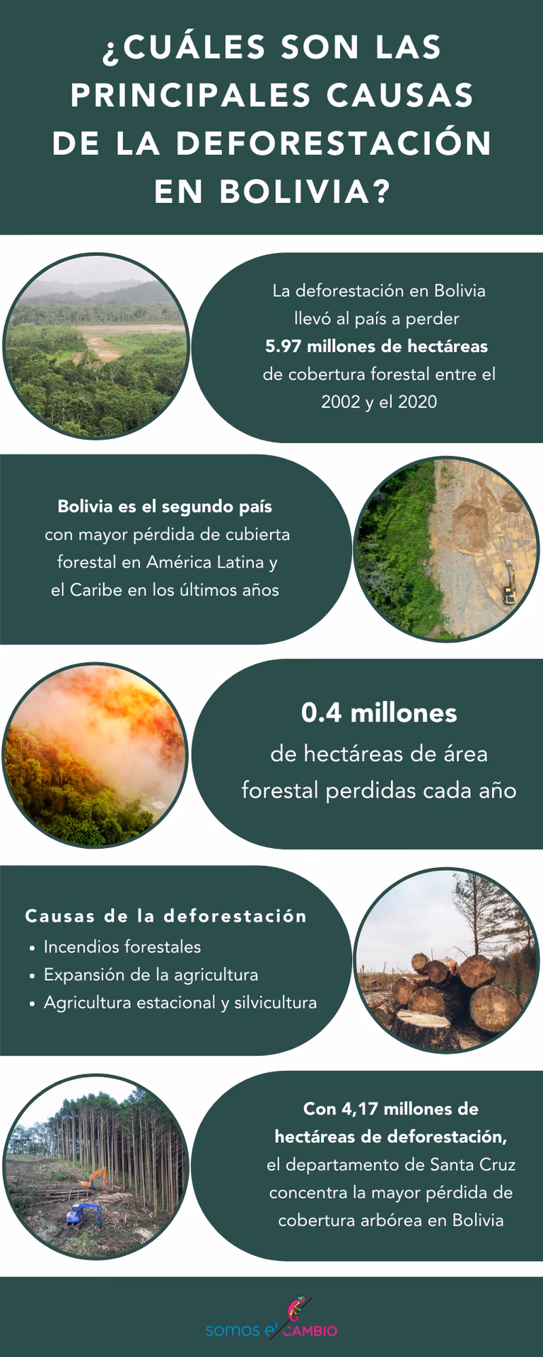 ¿Cómo se puede prevenir la deforestación?