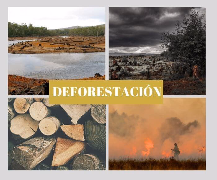 ¿Cuáles son las consecuencias de la deforestación?