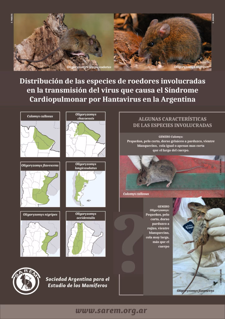 ¿Qué forma tienen las nucleocápsides de los hantavirus?