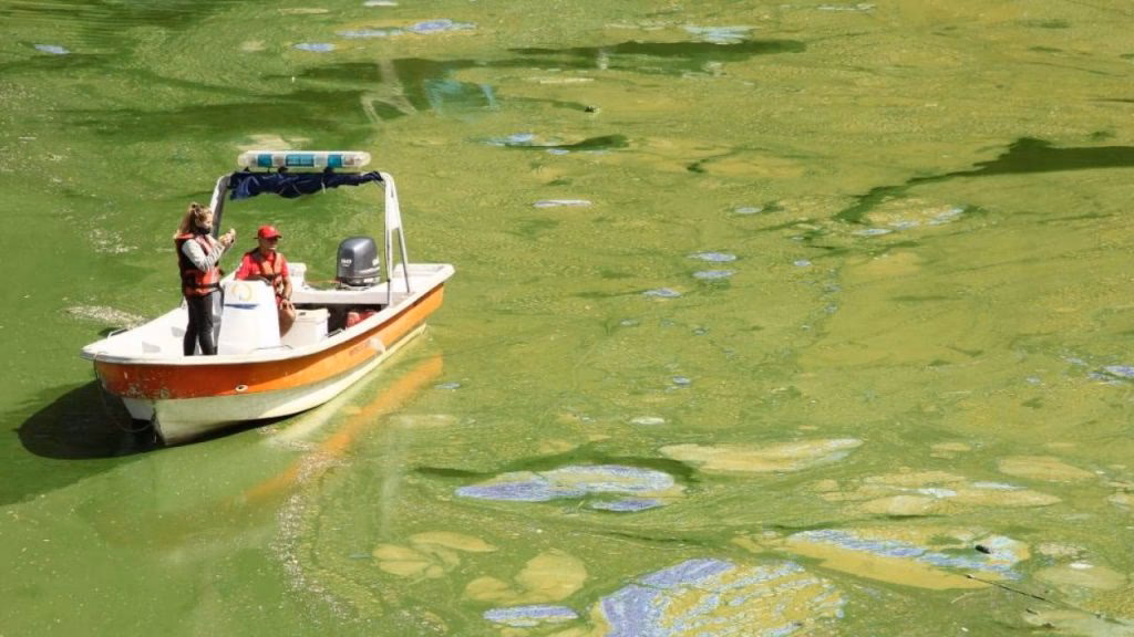 ¿Cuál es el grado de contaminación de las aguas?