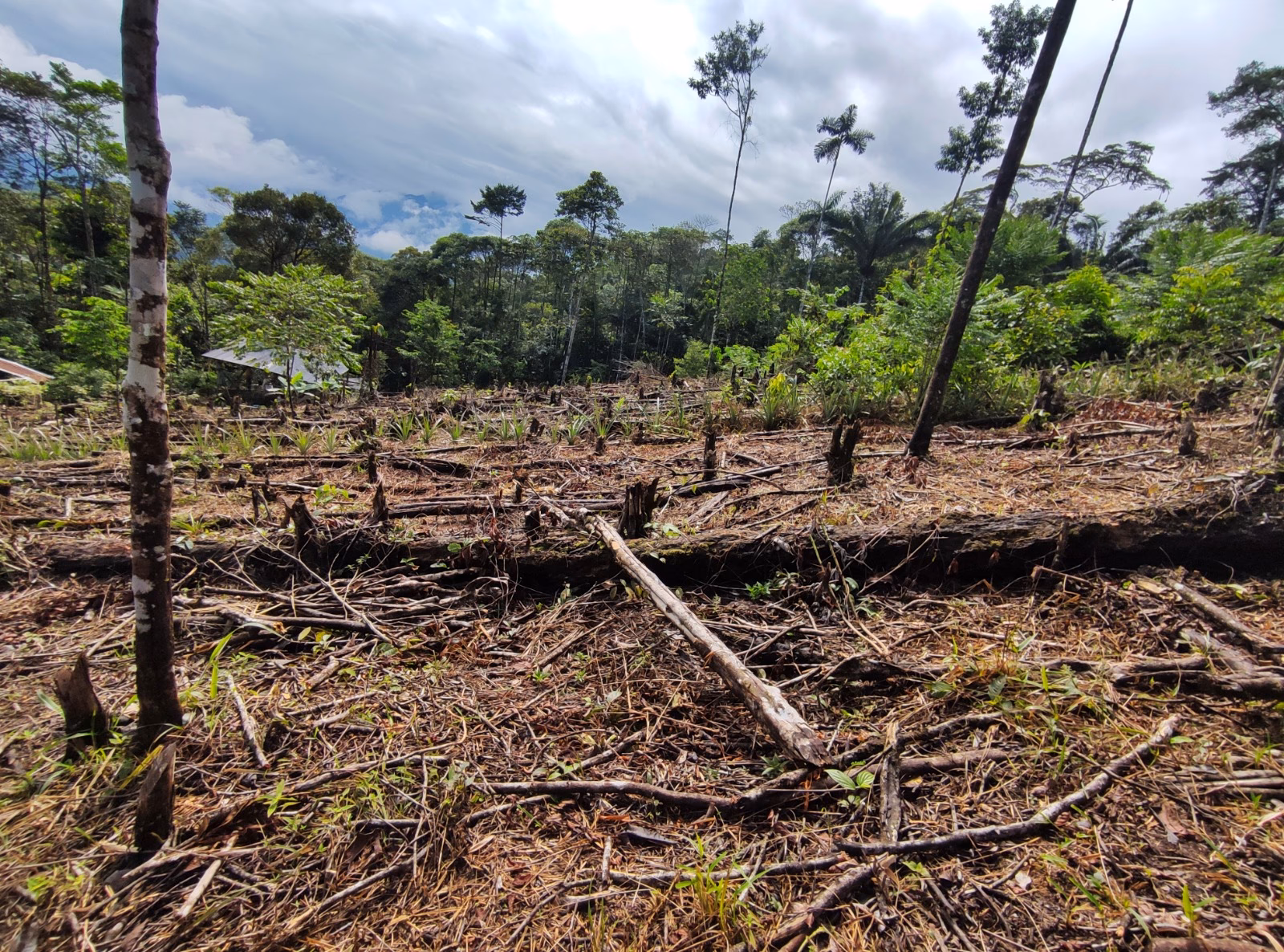 ¿Cuánto tiempo tarda en recuperarse un suelo forestal?