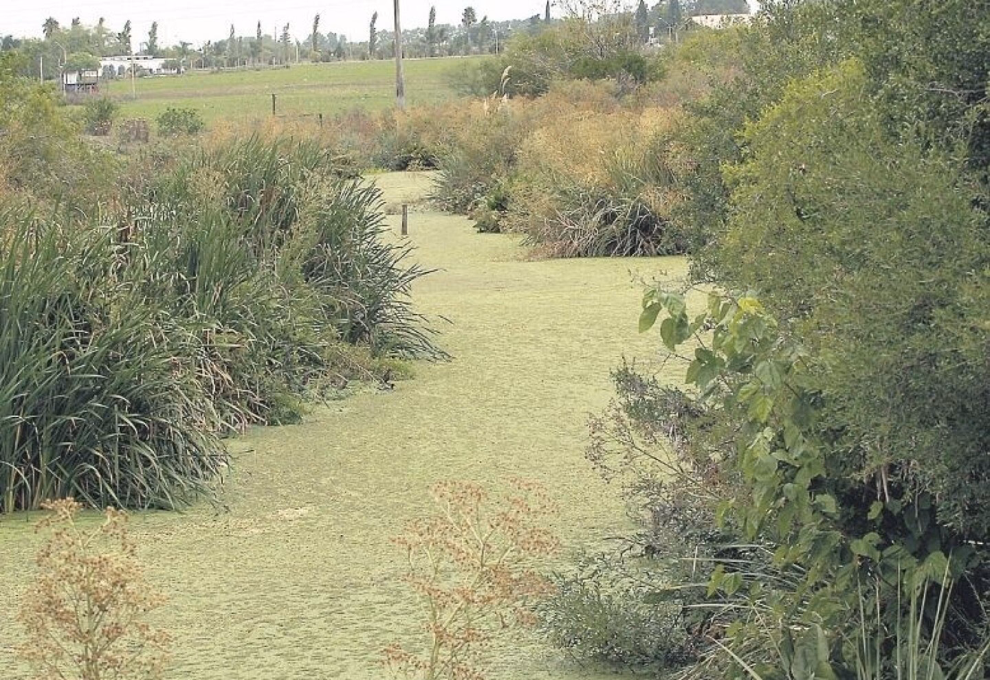 ¿Cuál es la cuenca del arroyo sanbernardo?