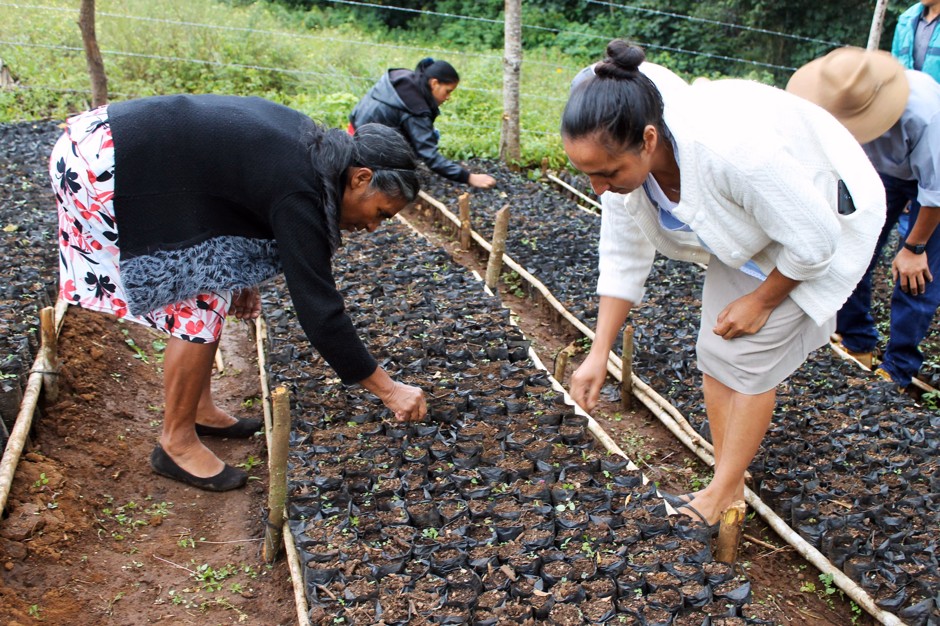 ¿Cuál es la importancia de la conservación del Medio Ambiente en Guatemala?