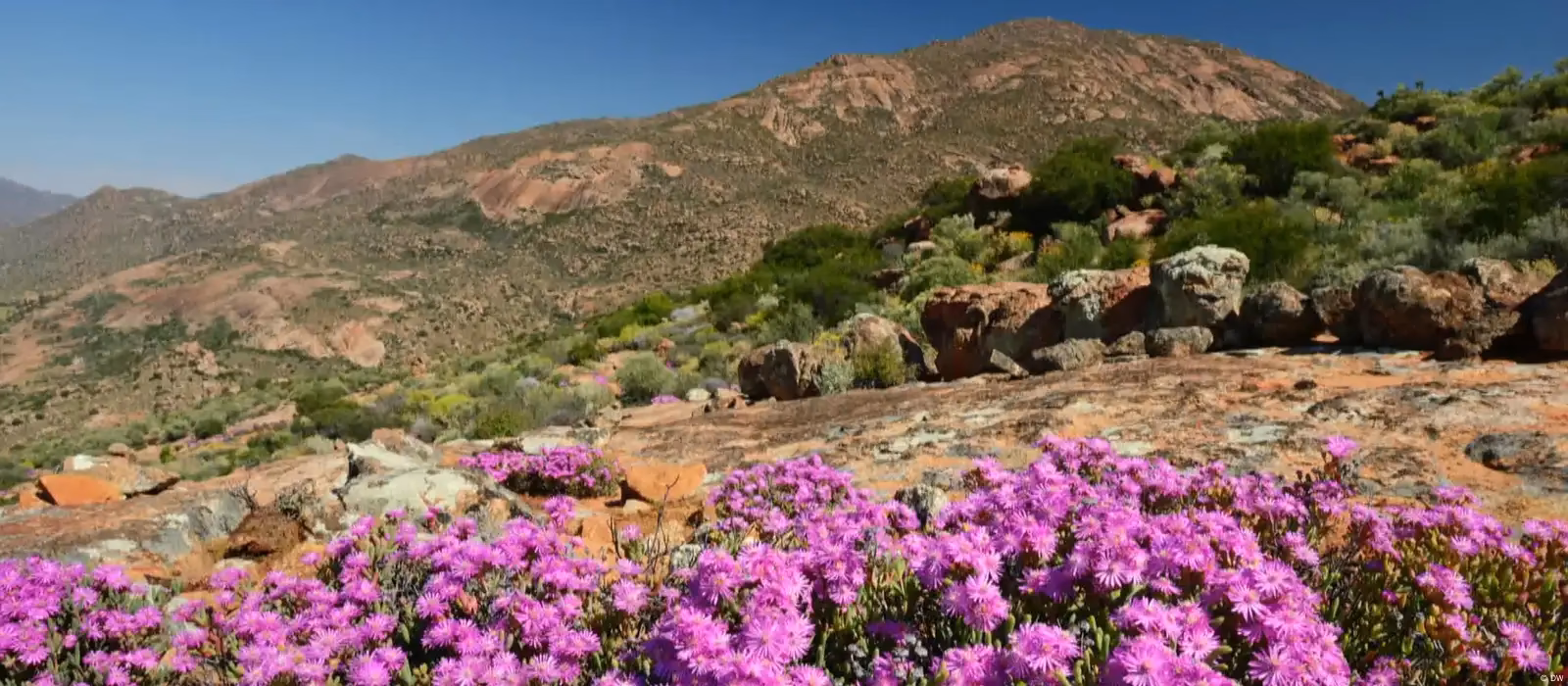 ¿Cómo afecta el cambio climático a la vida silvestre en Sudáfrica?