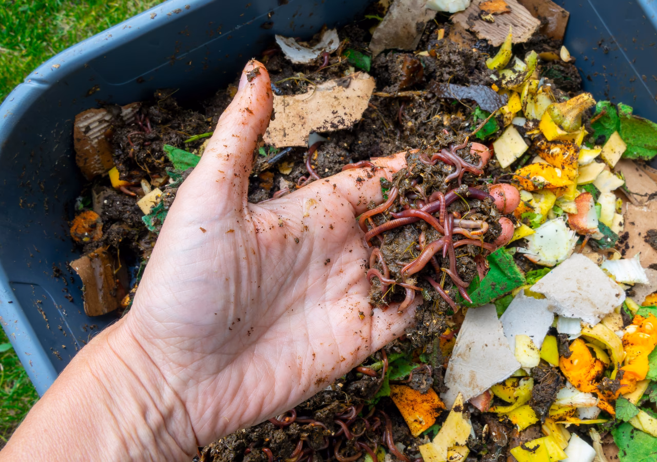 ¿Cómo contribuir al cuidado del Medio Ambiente con lombrices?