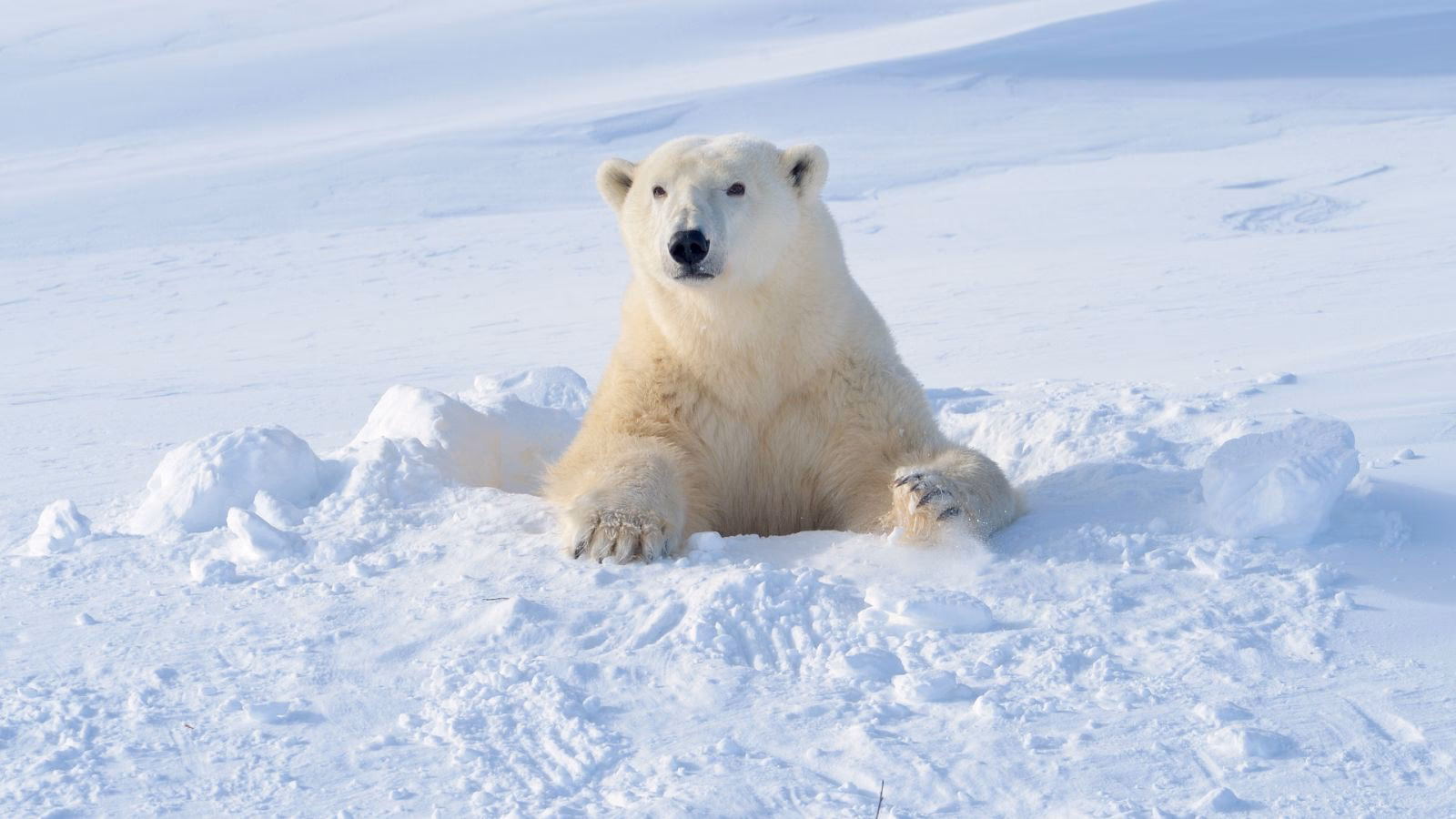 ¿Cuál es la importancia de la conservación del oso polar?