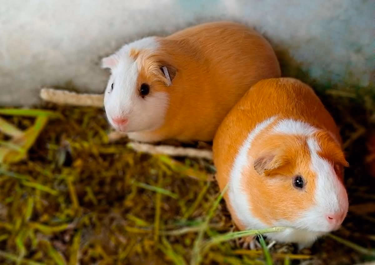 ¿Cuál es la fauna de cuyo?