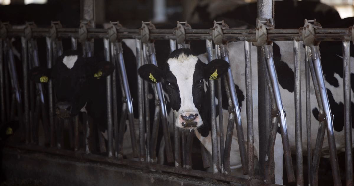Does dairy industry wastewater need to be treated before discharge?
