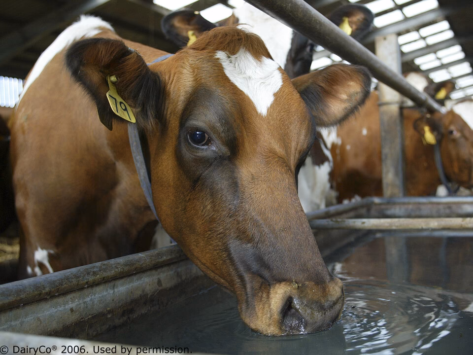 Is dairy industry causing water pollution in Delhi?