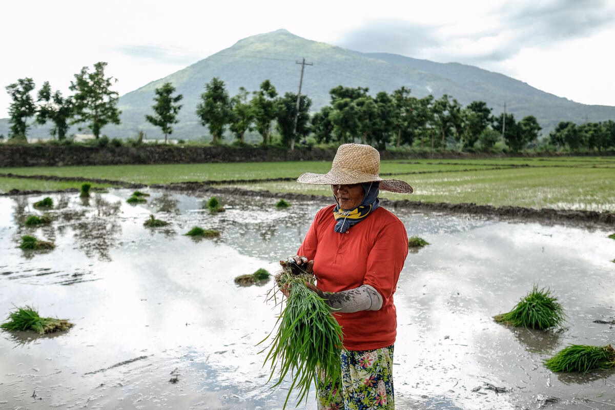 ¿Qué es el marco estratégico de la FAO?