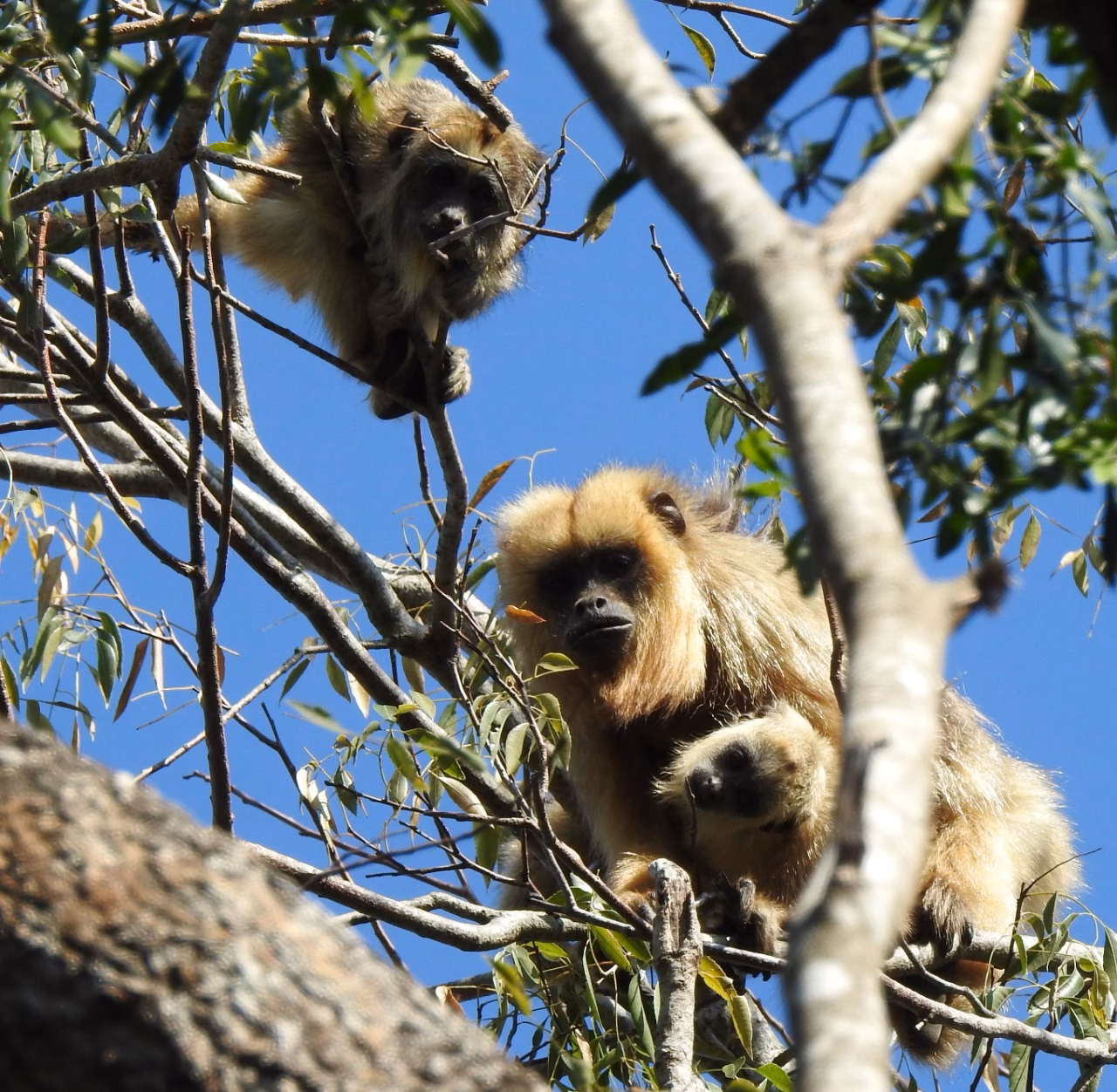 ¿Qué grupo de primates incluye a los humanos?