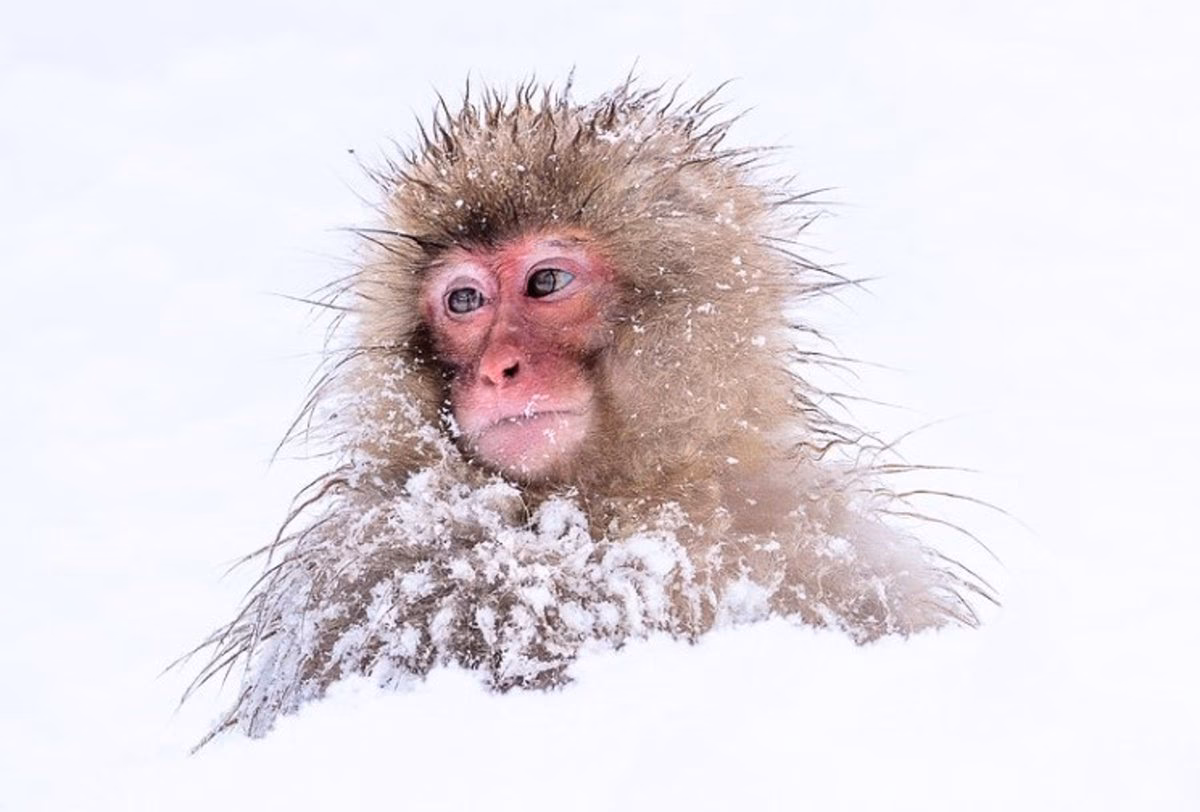 ¿Cuáles fueron las causas de la evolución de los primates?