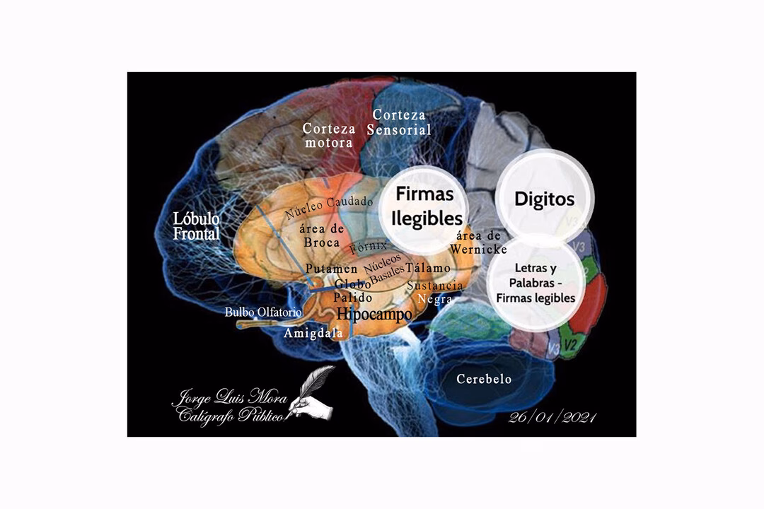 ¿Cuál es la unidad básica del cerebro?