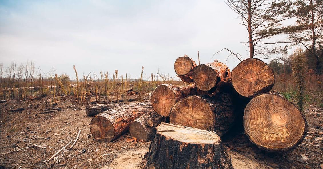 ¿Cuántas hectáreas se deforestaron en la provincia de Santa Fe?