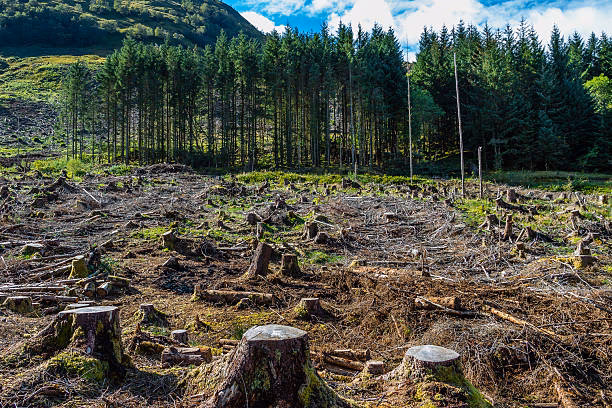 ¿Por qué la deforestación es real?
