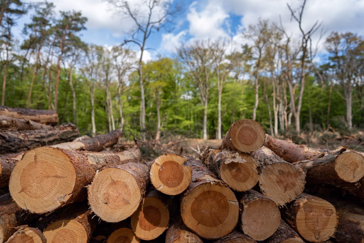 ¿Cómo eliminar la deforestación?