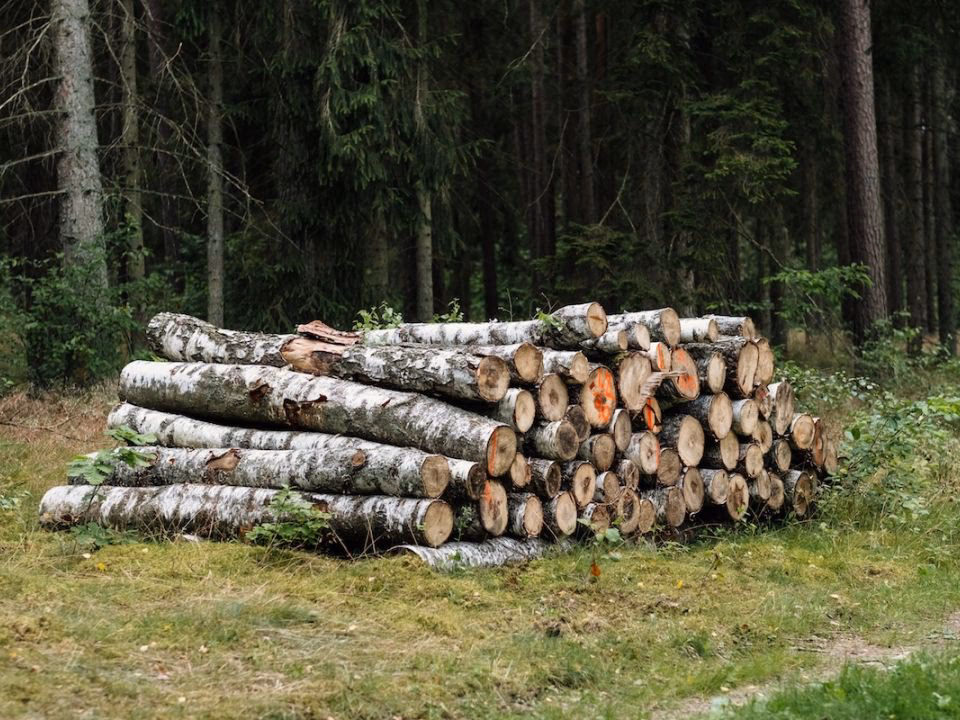 ¿Cuál es el problema de deforestación en Quellón?