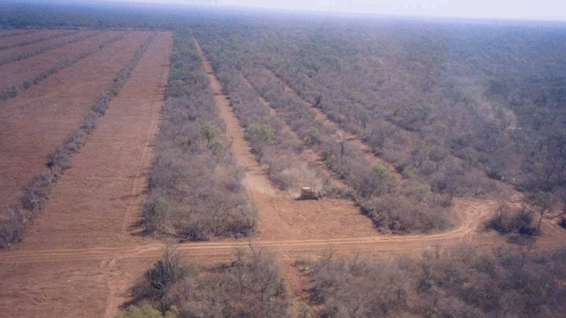 ¿Cuál es el problema de deforestación en Quellón?