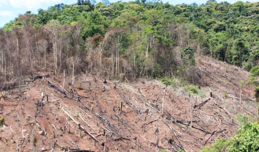 What is forest degradation?