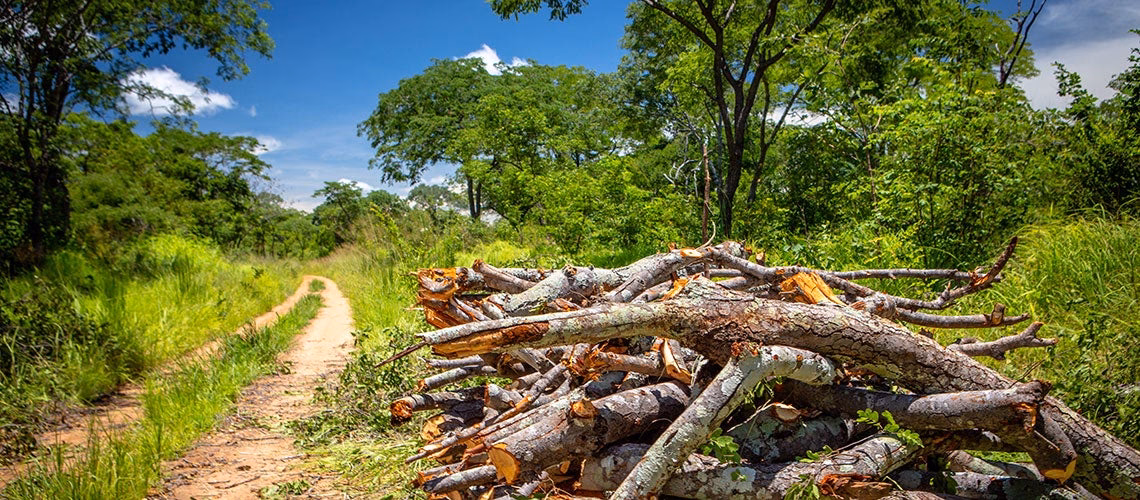 How can we reduce deforestation and improve forest conservation?