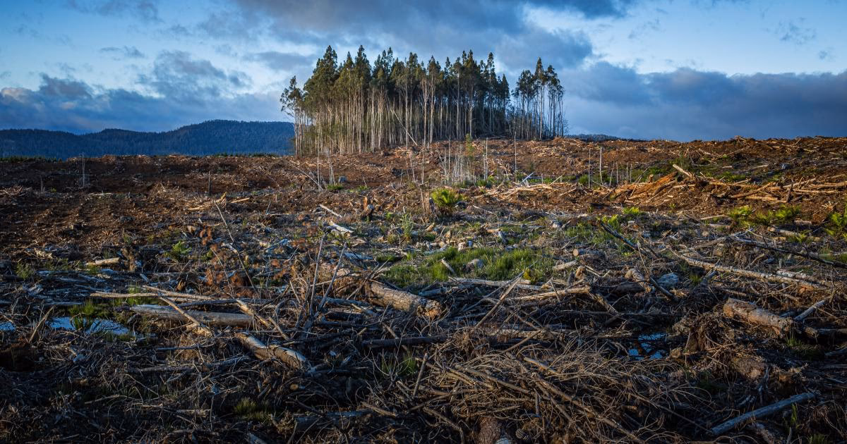Why is deforestation important?