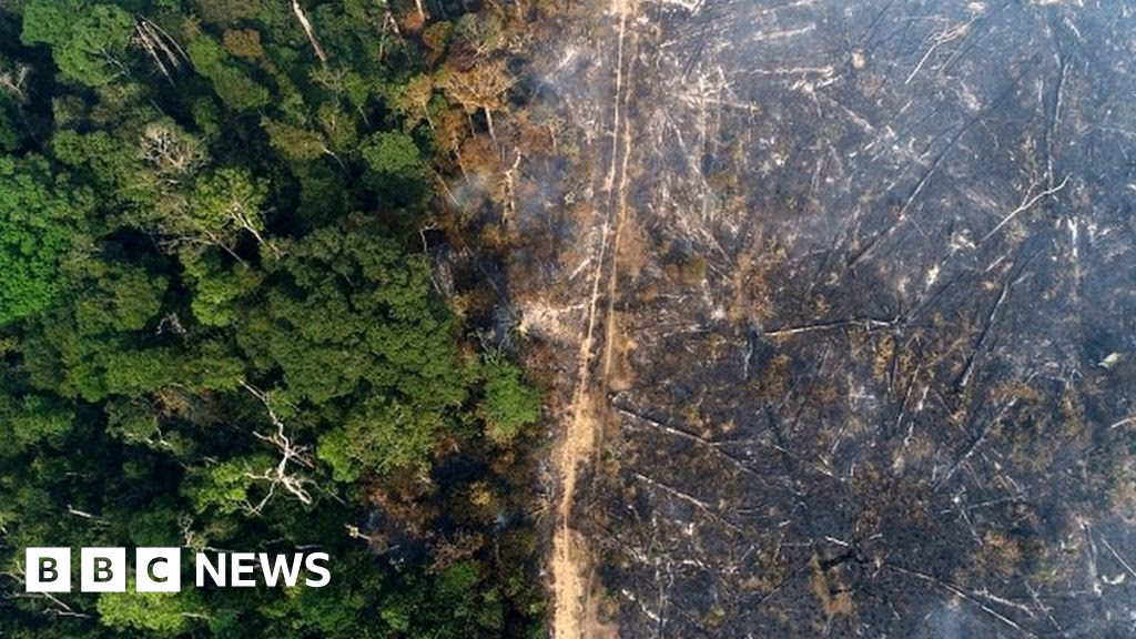What happened to deforestation before deter?