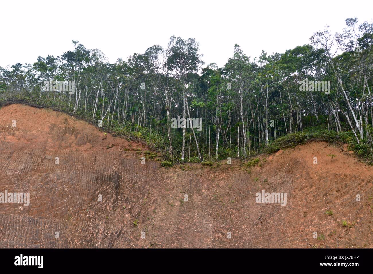 ¿Qué es el sistema de alerta temprana de deforestación?