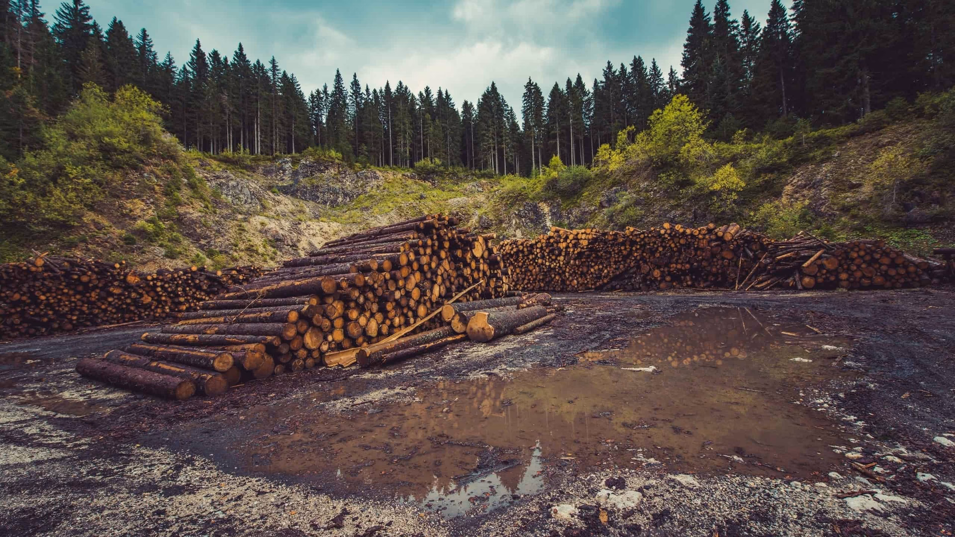 ¿Cómo afecta el desmonte y la deforestación en Argentina?