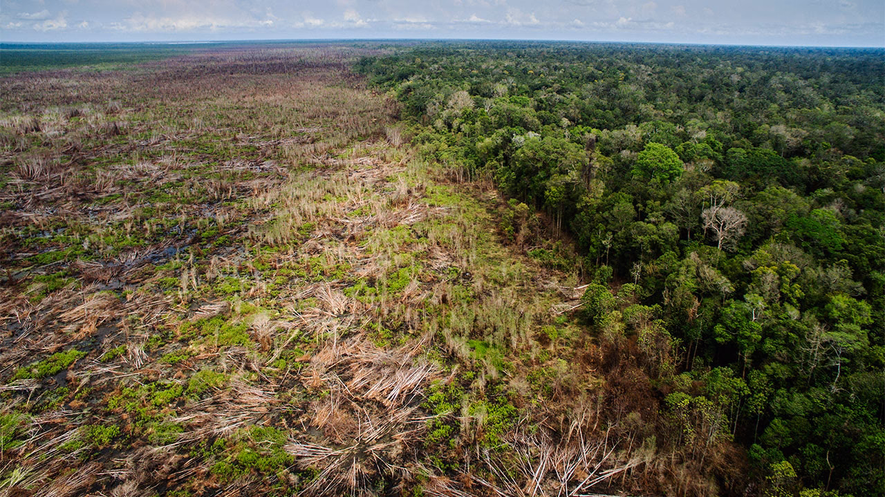 How does griculture affect deforestation?