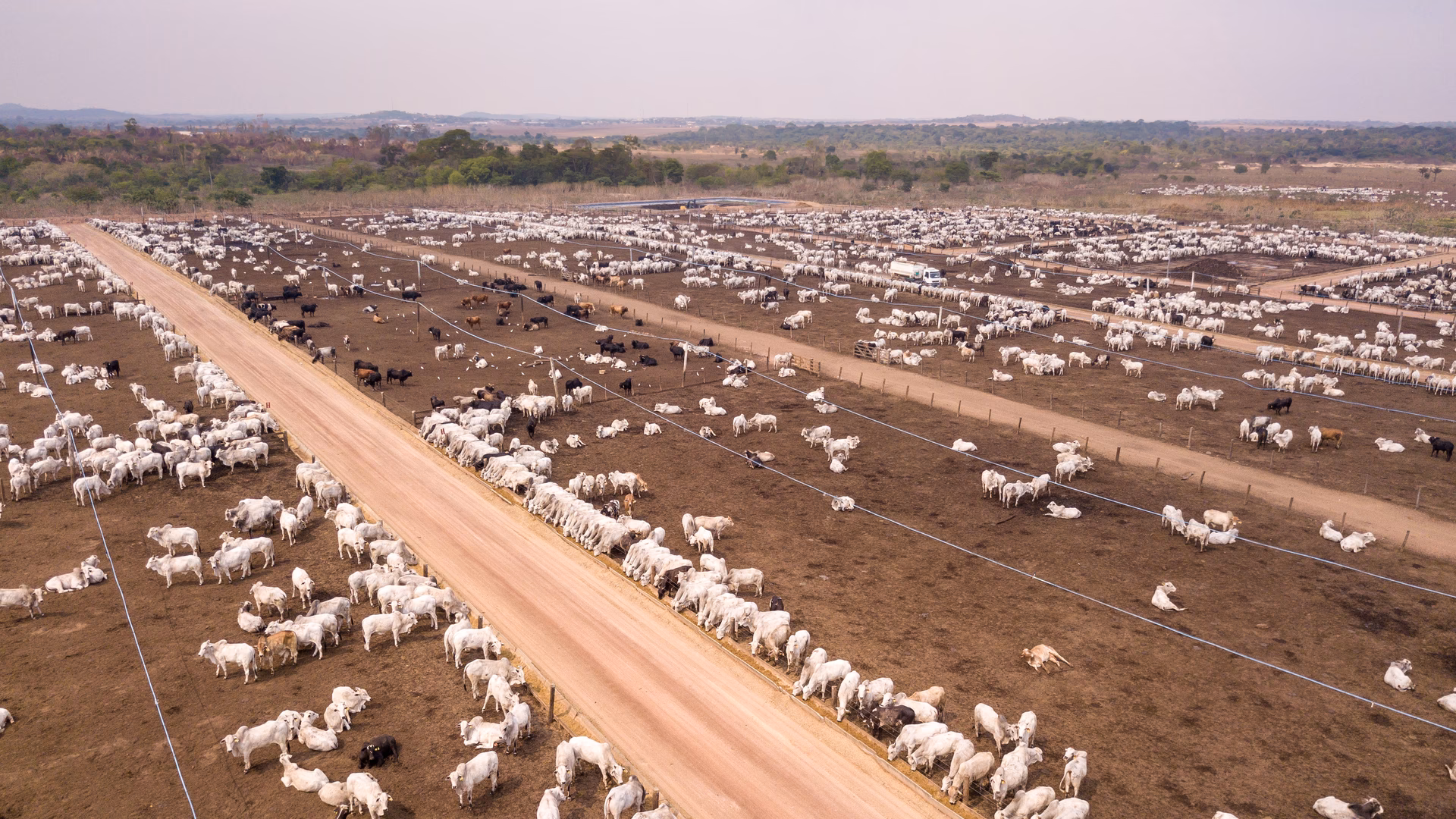 What percentage of global deforestation is cleared for livestock production?
