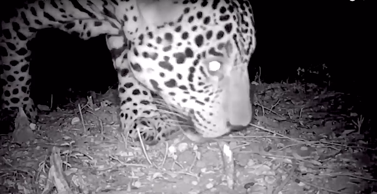 What are the main threats to Argentina's biodiversity & landscapes?