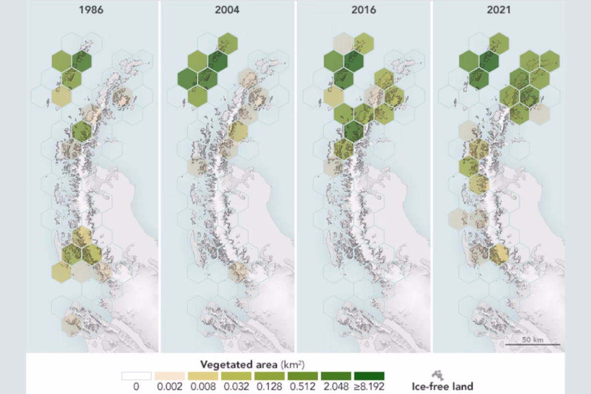 Will 65% of Antarctica's population decline by 2100?