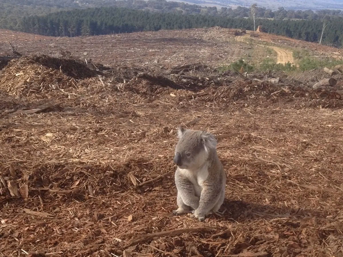 How many deforestation 'fronts' are there in Australia?