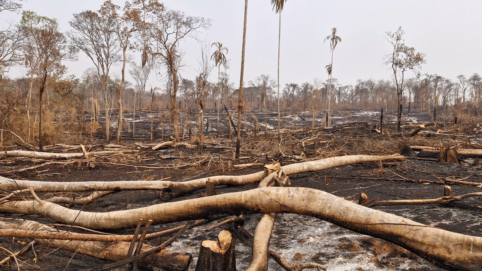 How does deforestation affect women in Bolivia?