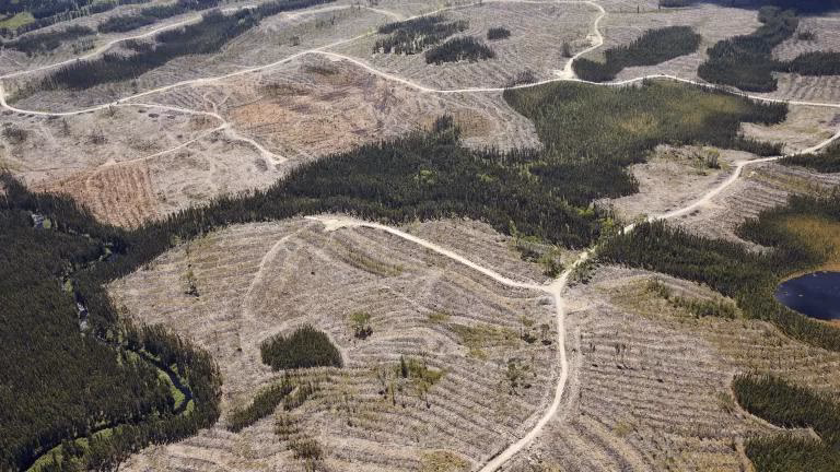 What is deforestation in Canada?
